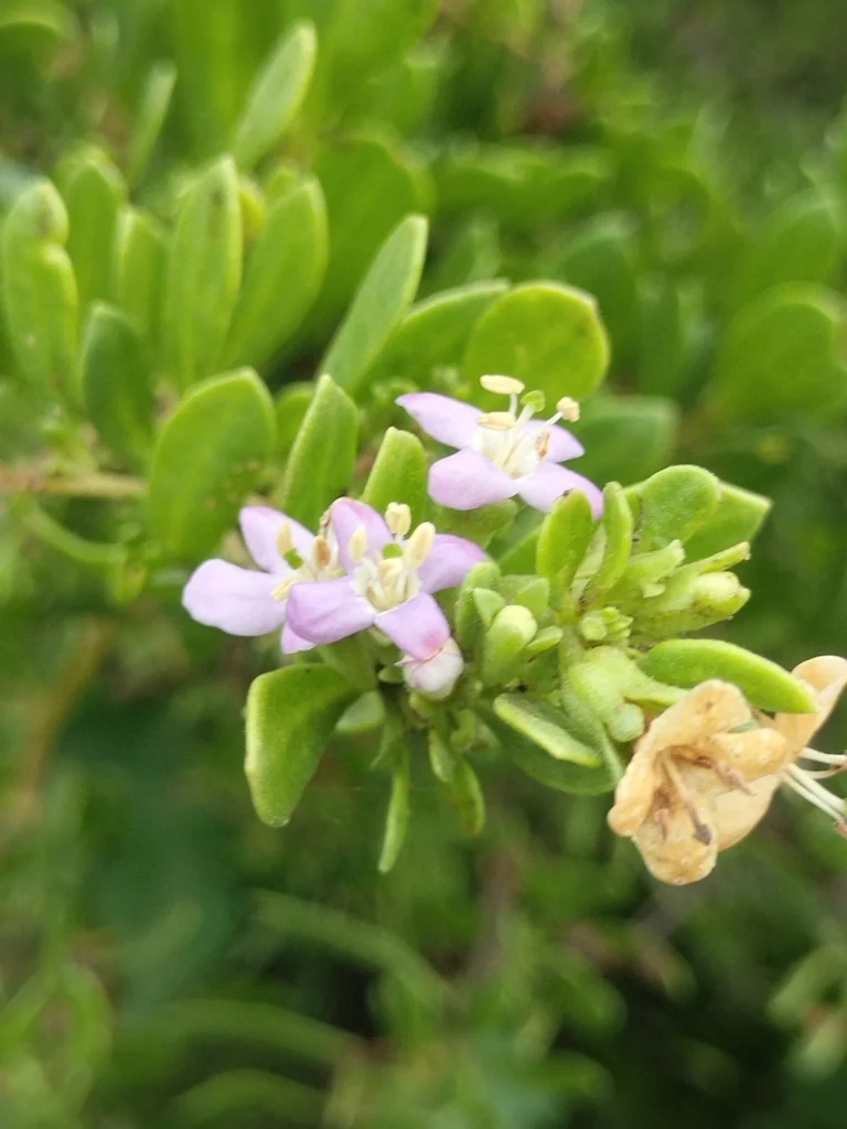 Lycium Brevipes