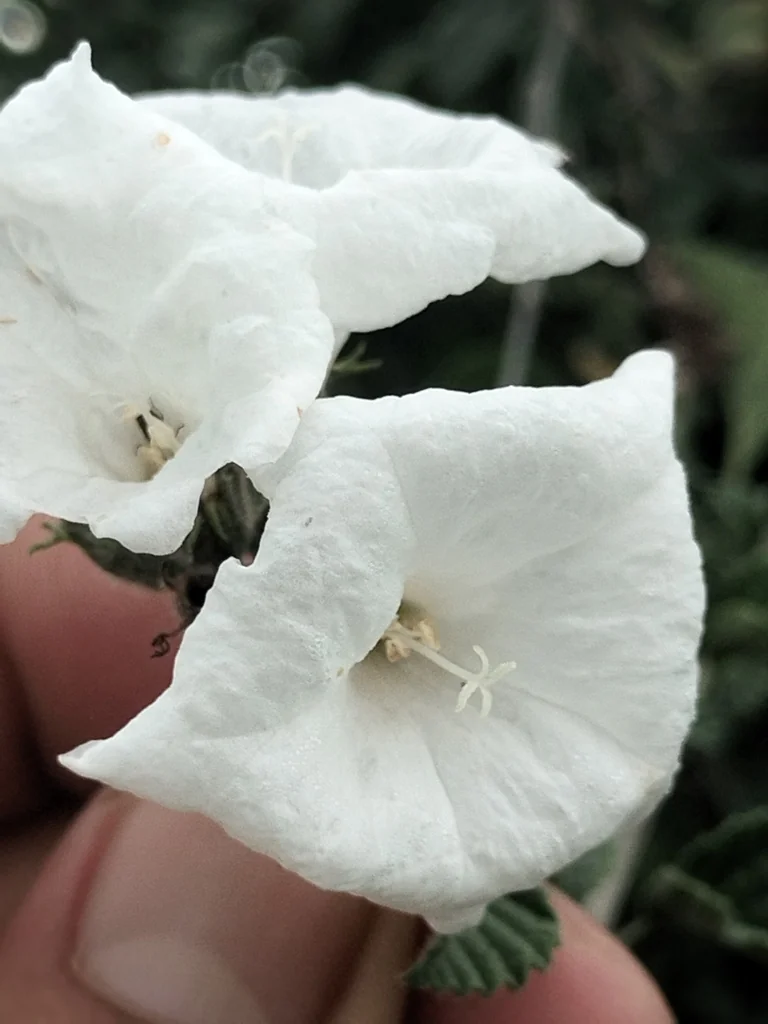 Cordia Parvifolia