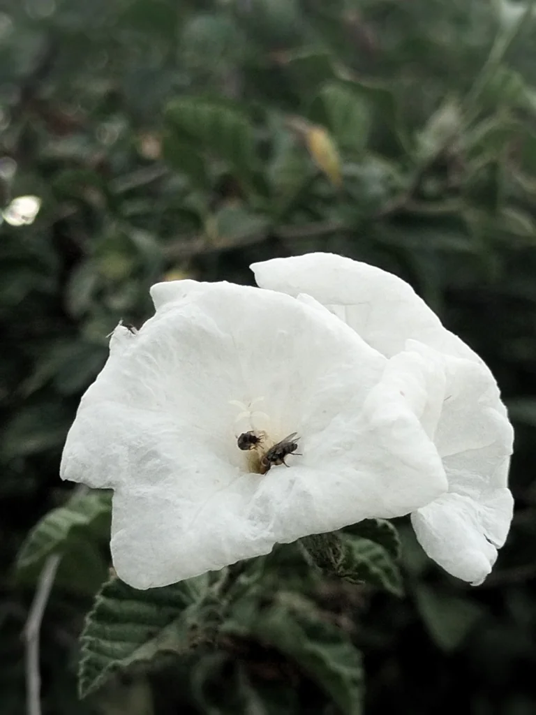 Cordia Parvifolia