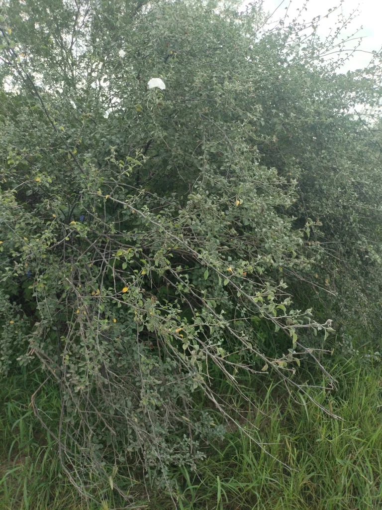 Cordia Parvifolia