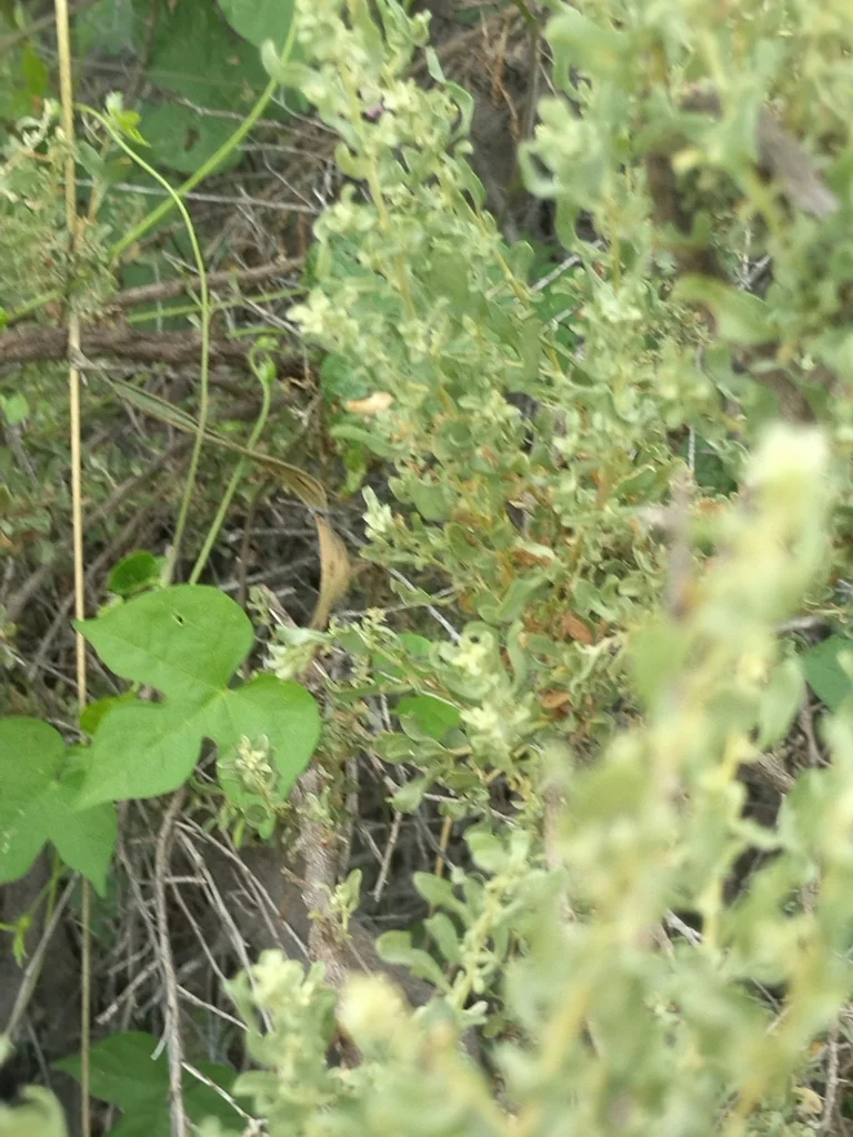 Atriplex Polycarpa