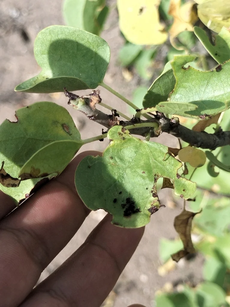 Jatropha Cinerea
