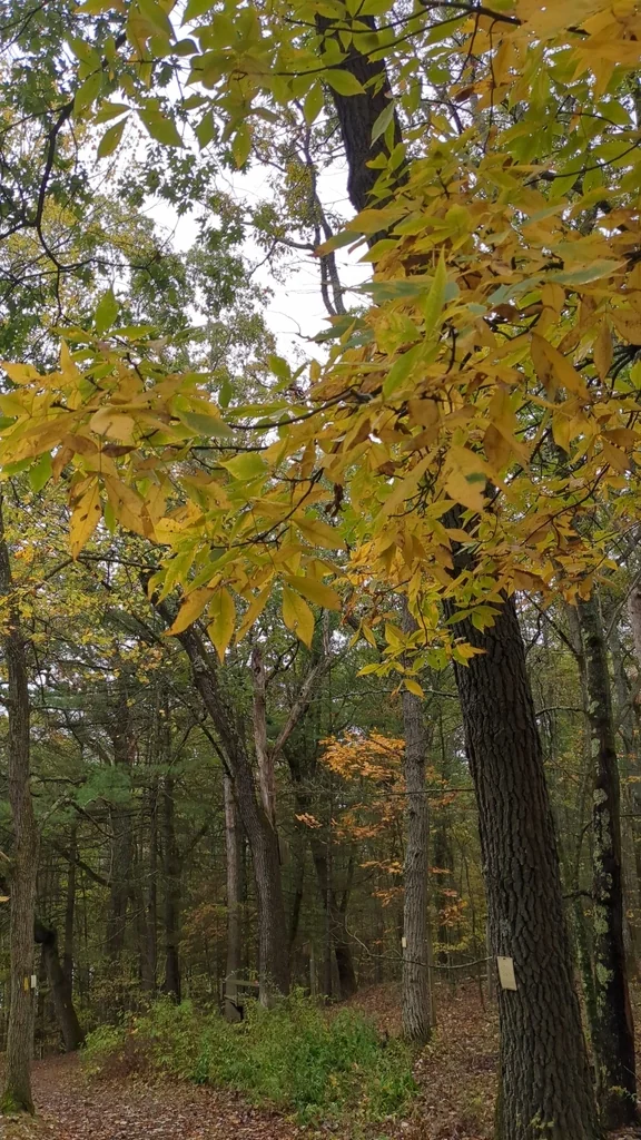 Carya Glabra