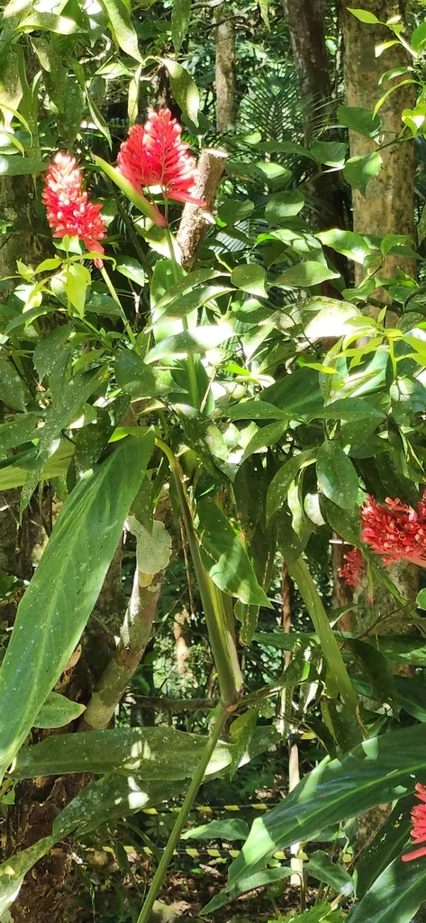 Stromanthe sanguinea
