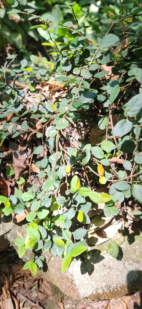Ficus Pumila