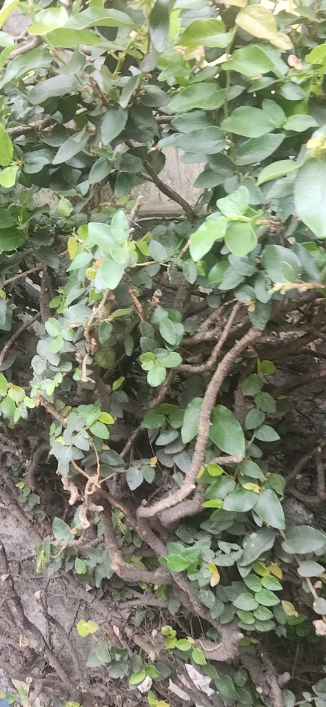 Ficus Pumila