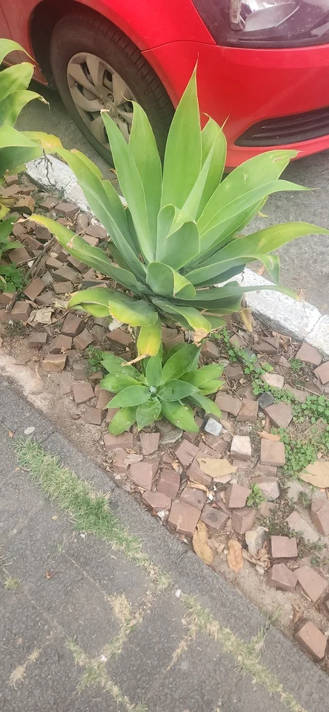 Agave Attenuata