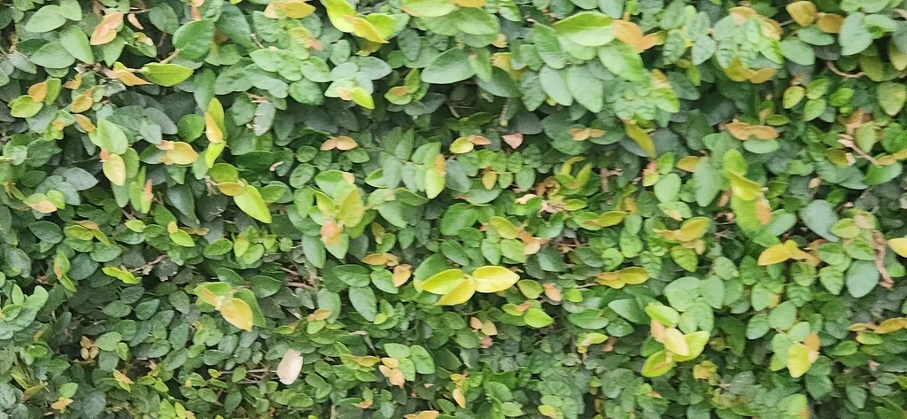Ficus Pumila