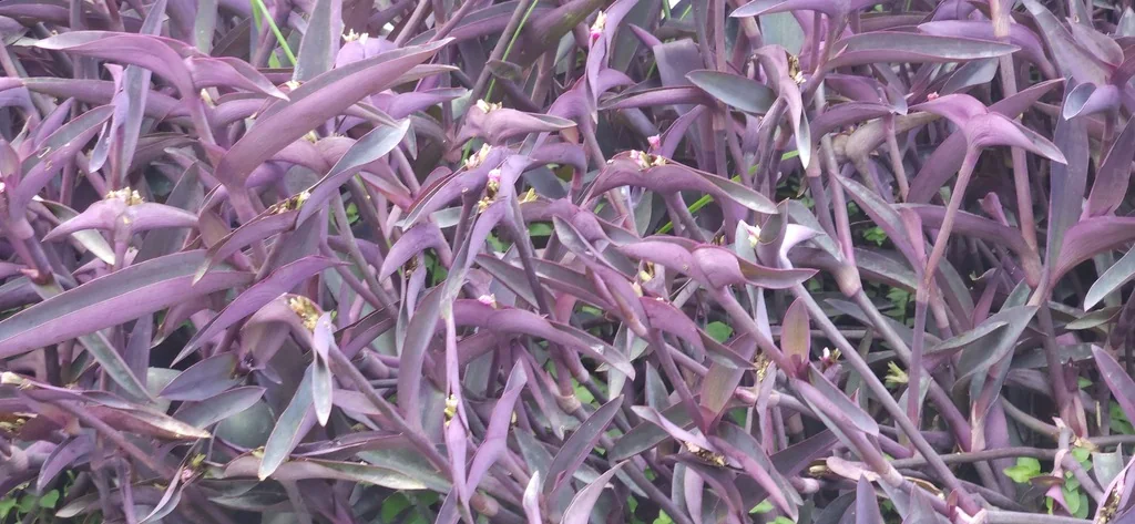 Tradescantia pallida