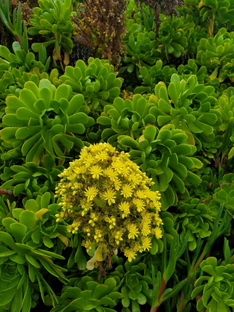 Aeonium Arboreum