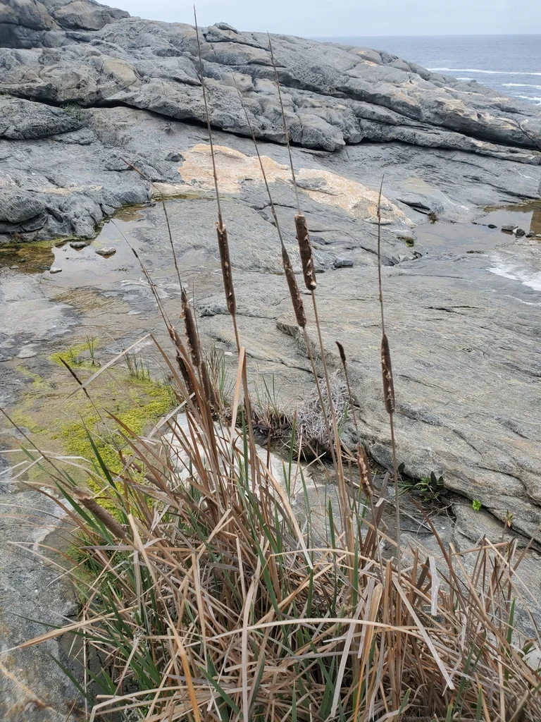 Typha Domingensis