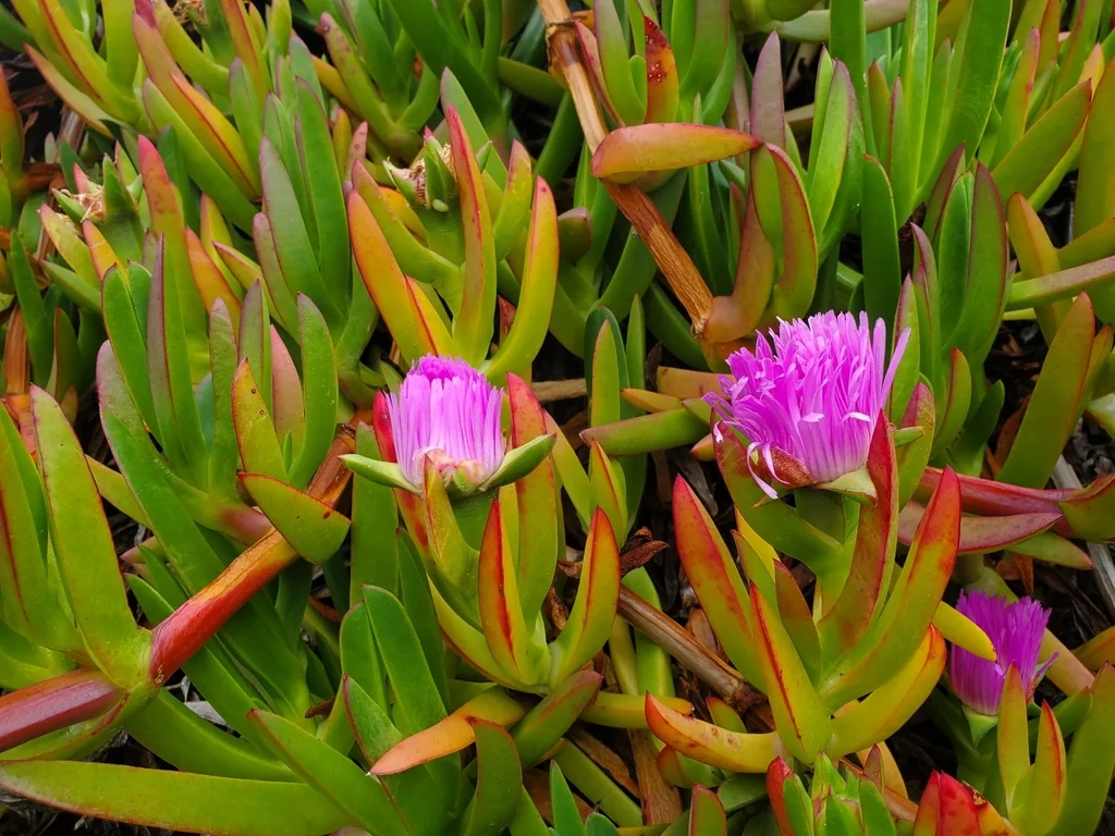 Carpobrotus Chilensis