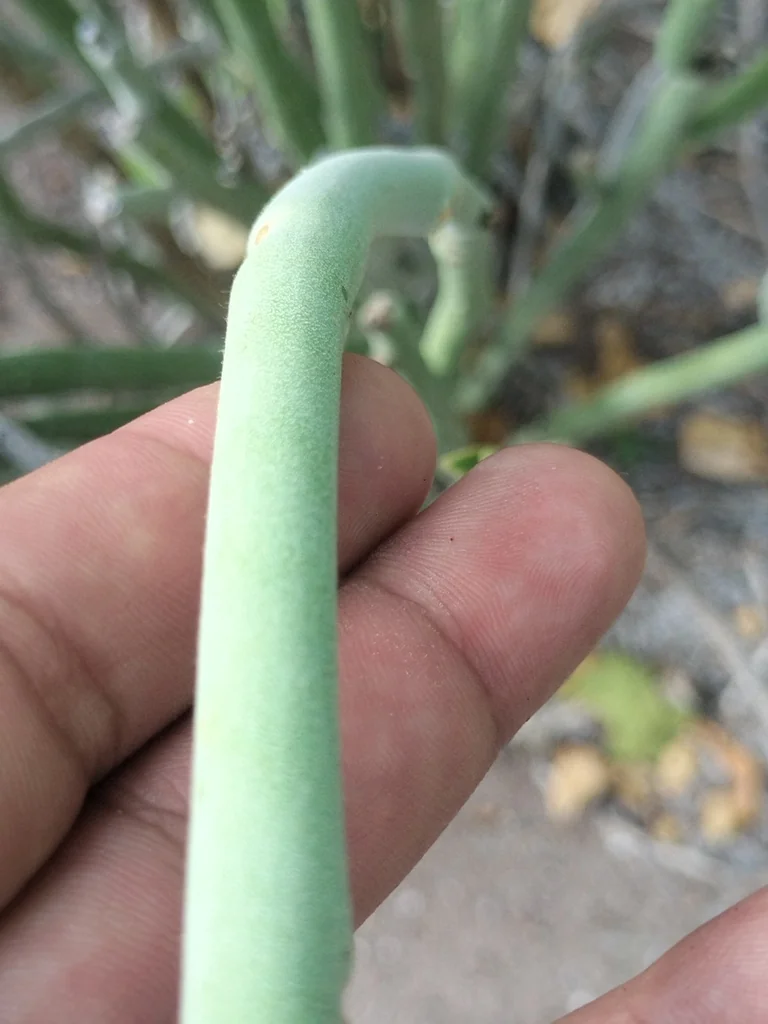 Pedilanthus Macrocarpus