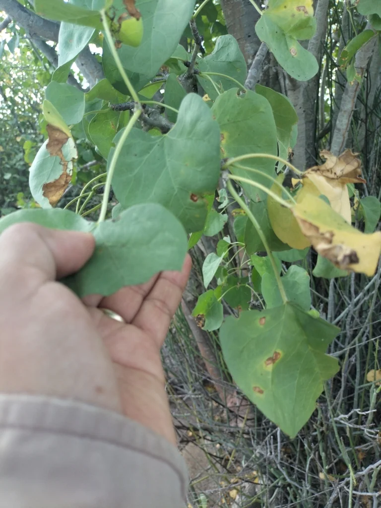 Jatropha Cinerea