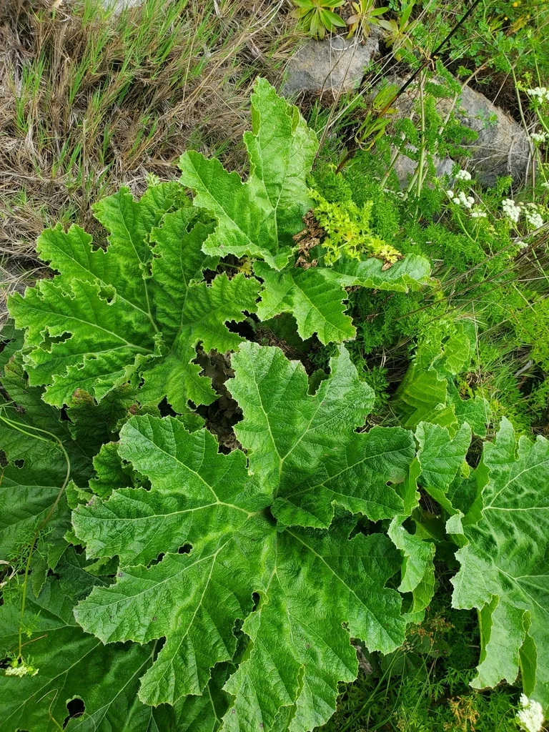 Gunnera Tinctoria