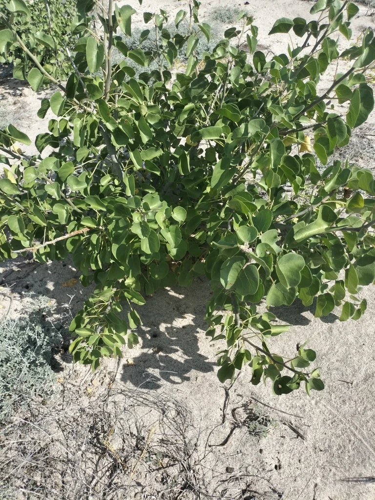 Jatropha Cinerea