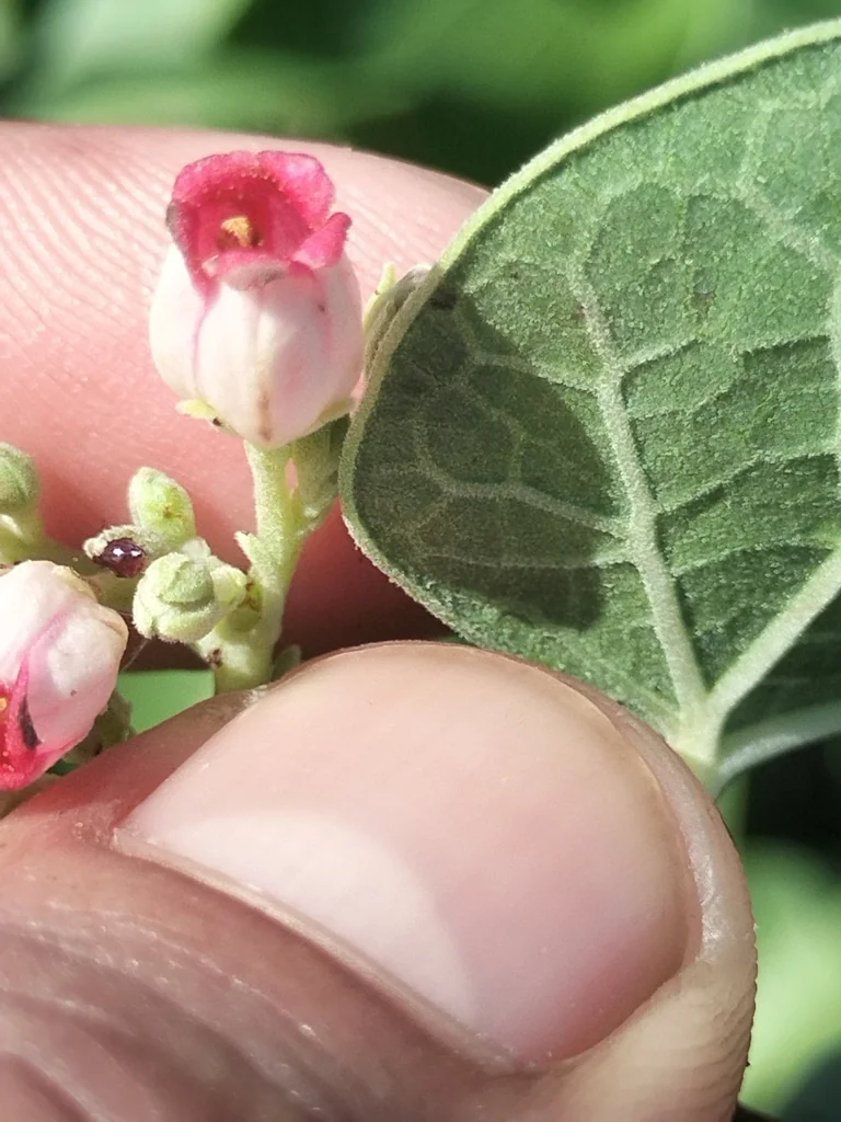 Jatropha Cinerea