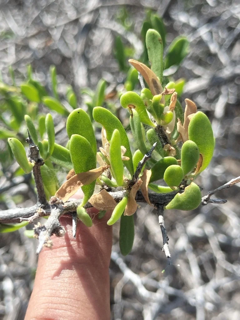 Lycium Brevipes
