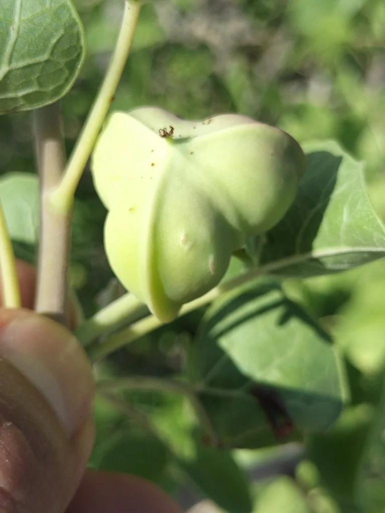 Jatropha Cinerea