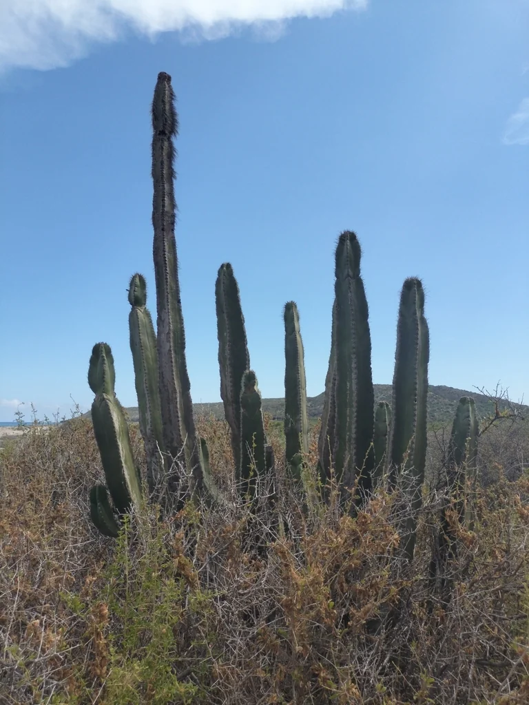 Pachycereus schottii