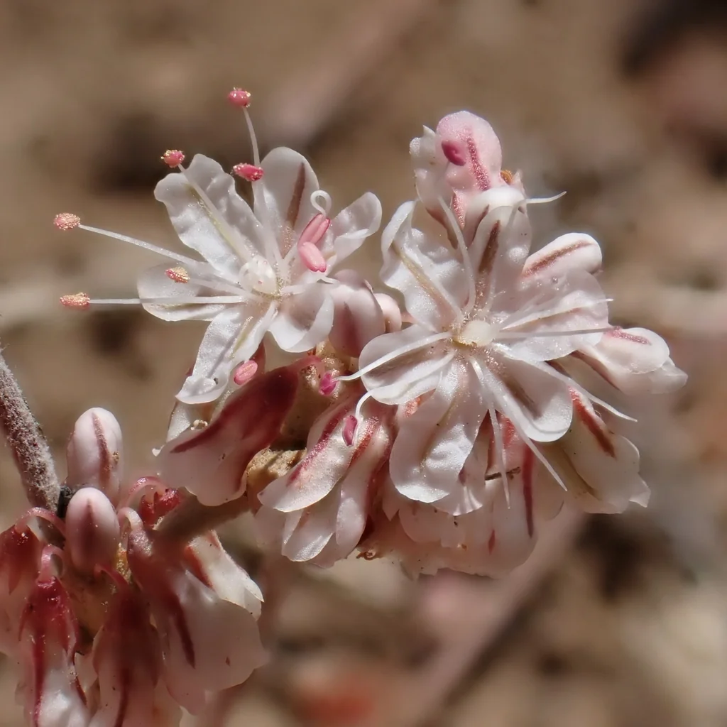 Eriogonum Wrightii