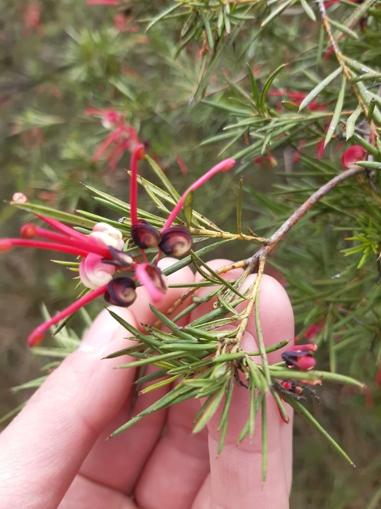 Grevillea Rosmarinifolia