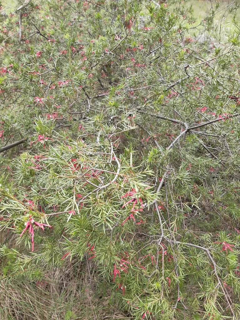 Grevillea Rosmarinifolia