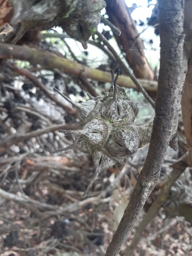 Eucalyptus Conferruminata