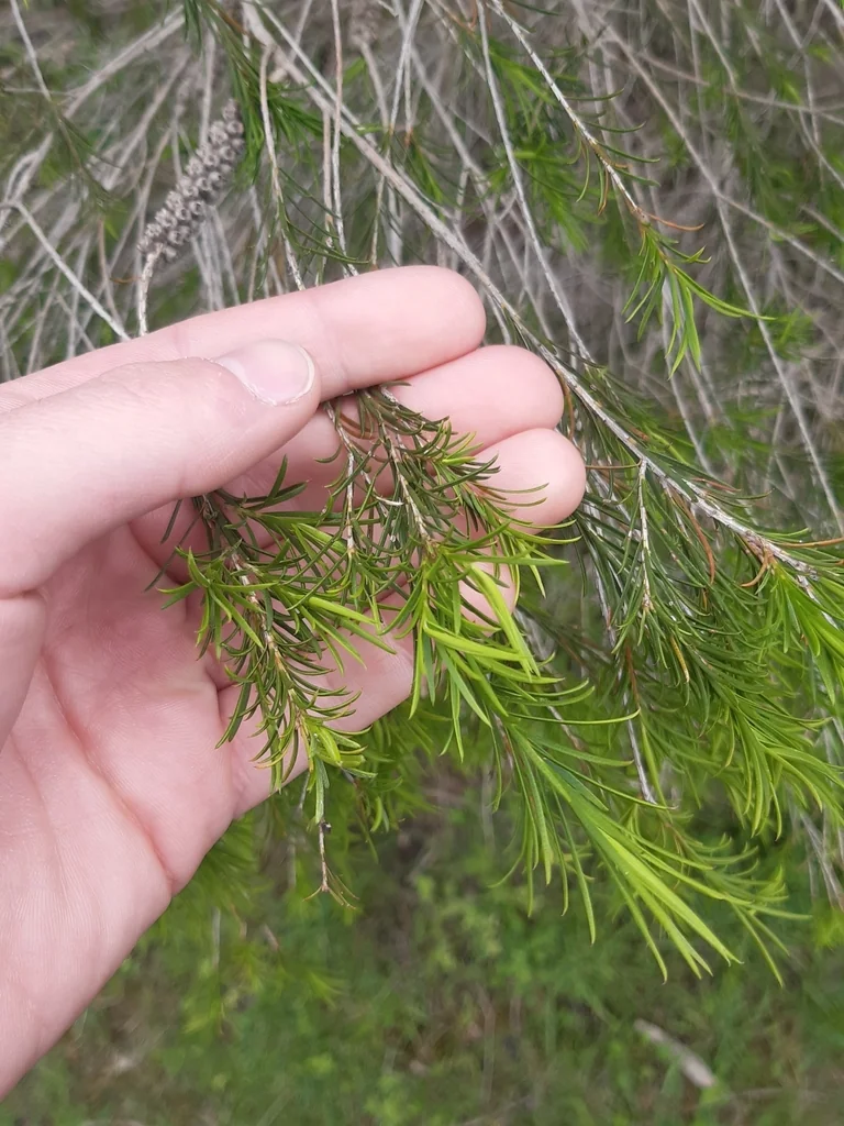 Melaleuca Armillaris