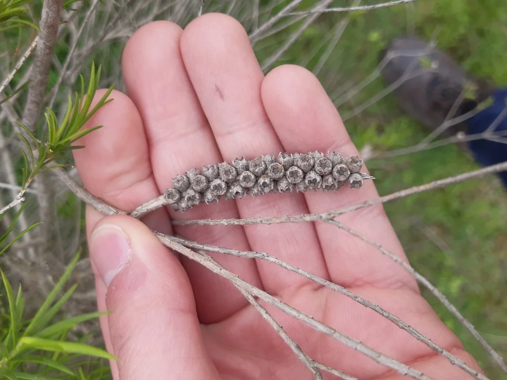 Melaleuca Armillaris
