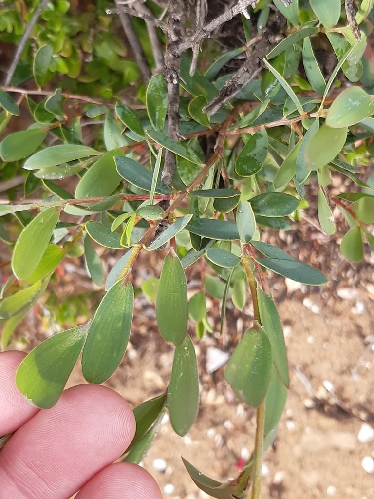 Leptospermum Laevigatum