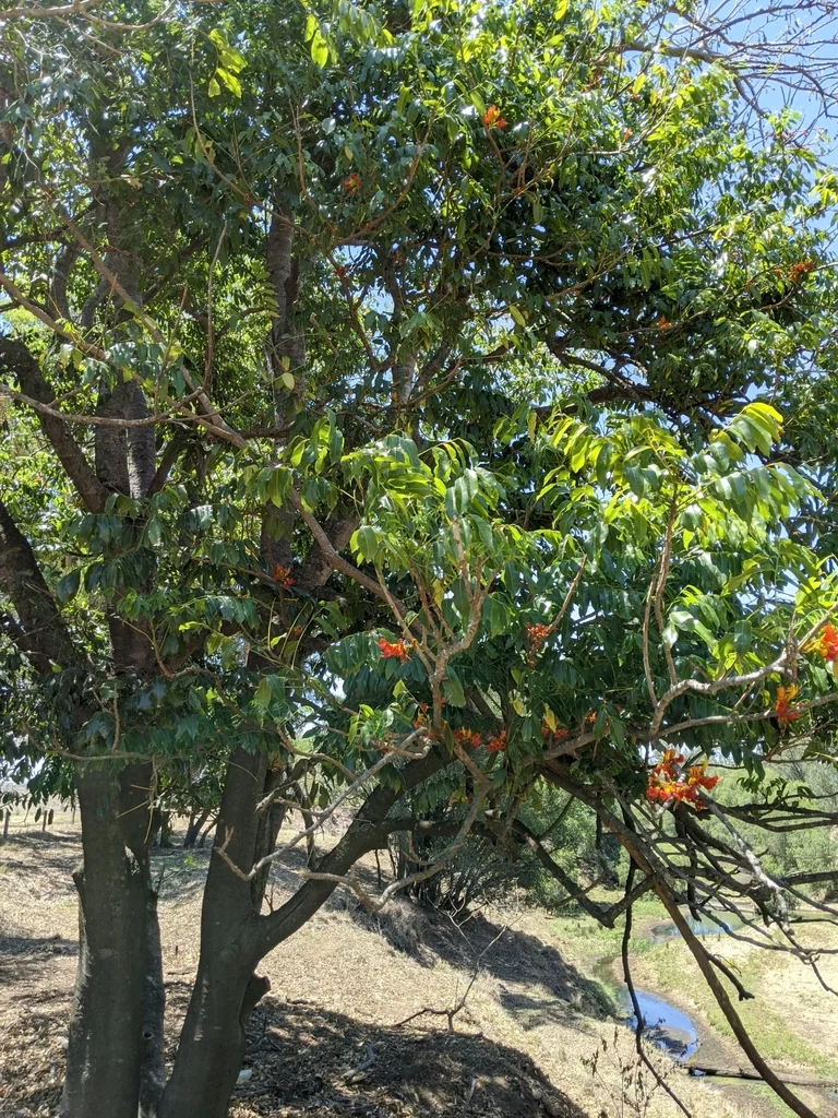 Castanospermum Australe