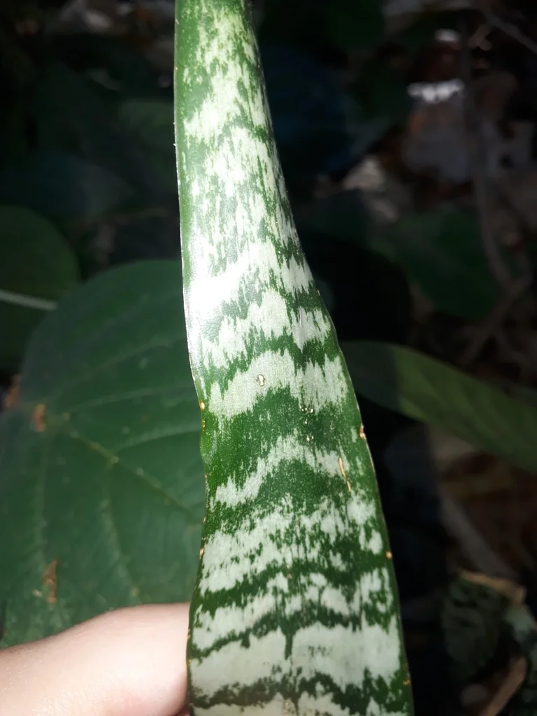 Sansevieria Trifasciata