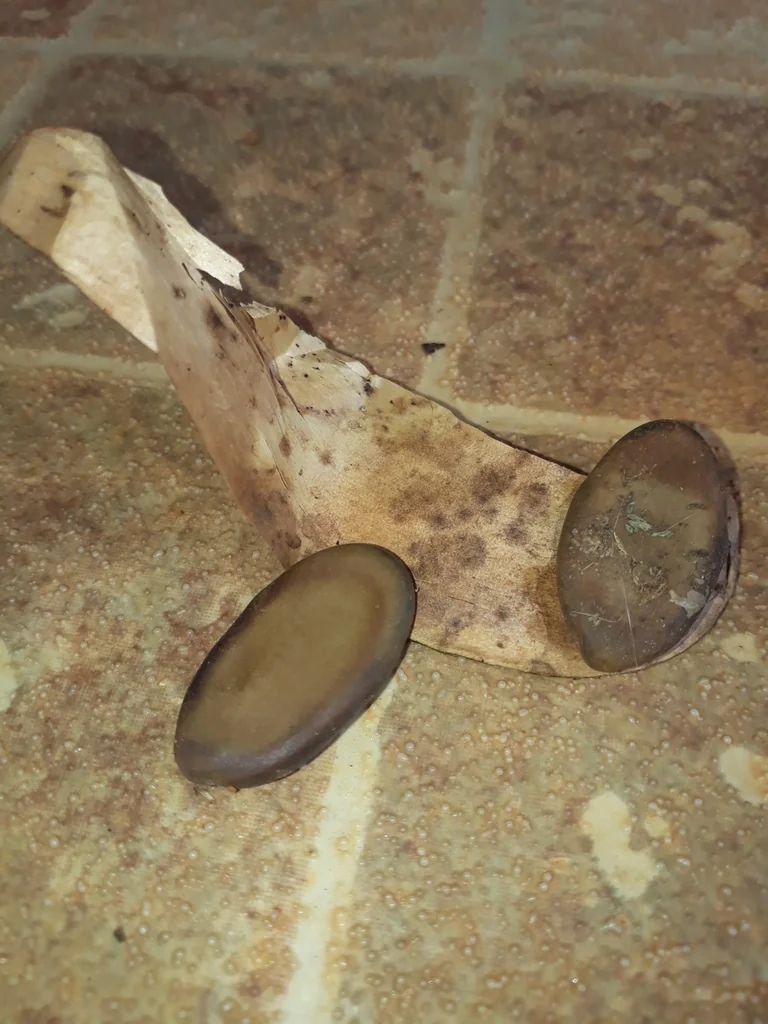 Schizolobium Parahyba