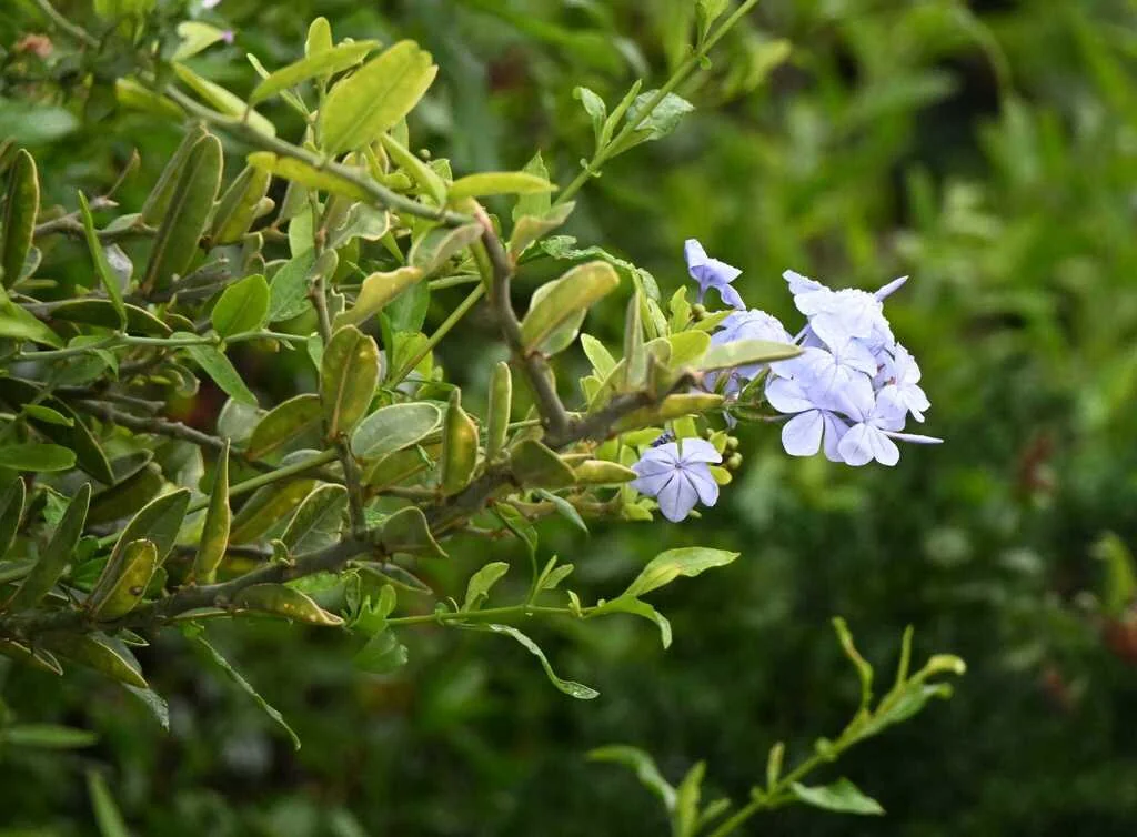 Plumbago Auriculata
