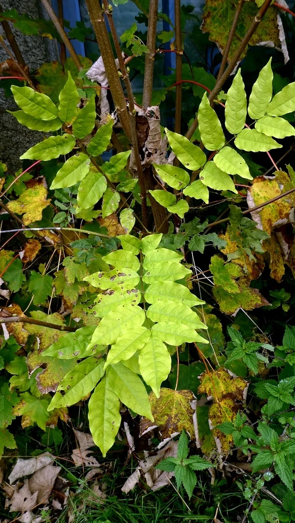 Wisteria Floribunda