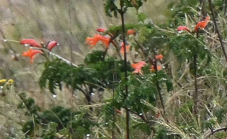 Tecoma Capensis
