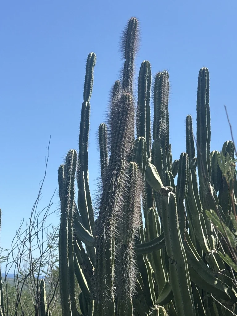 Pachycereus schottii