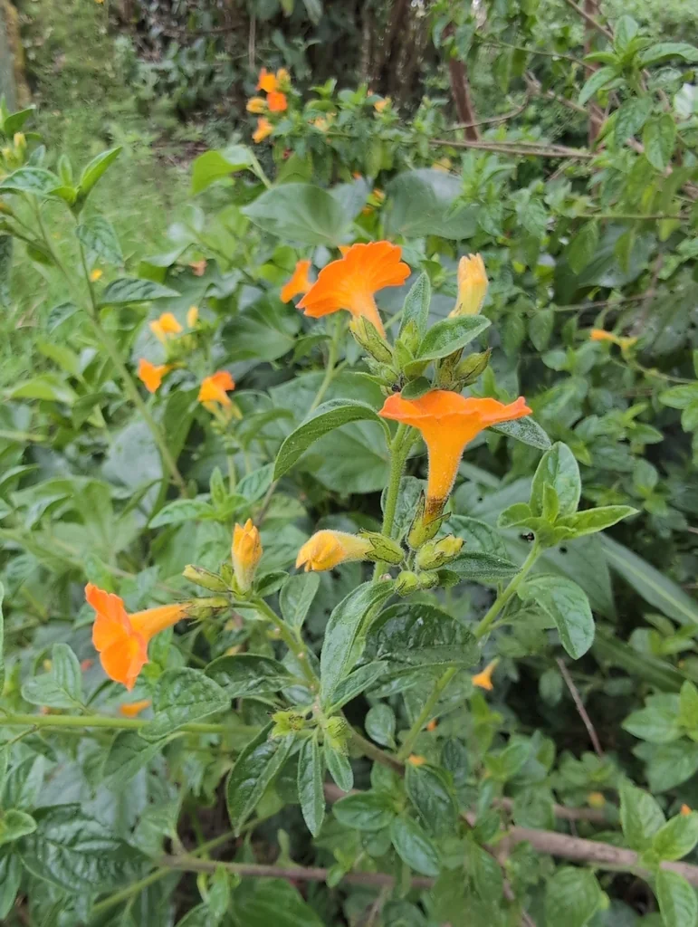 Streptosolen Jamesonii