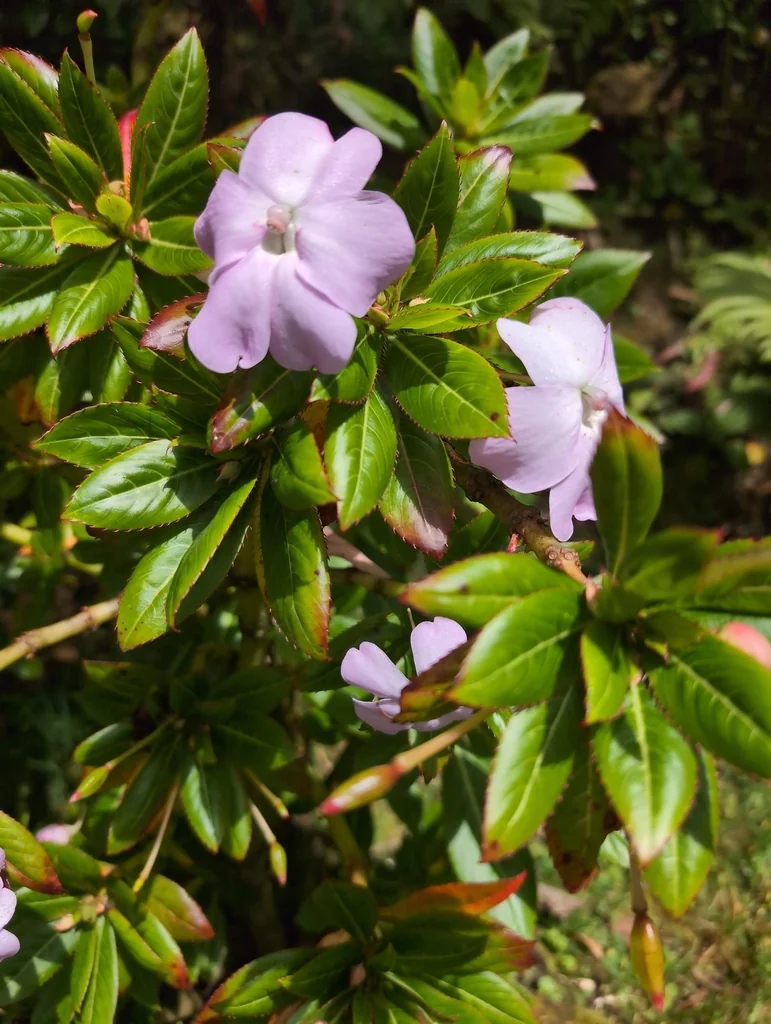 Impatiens Sodenii