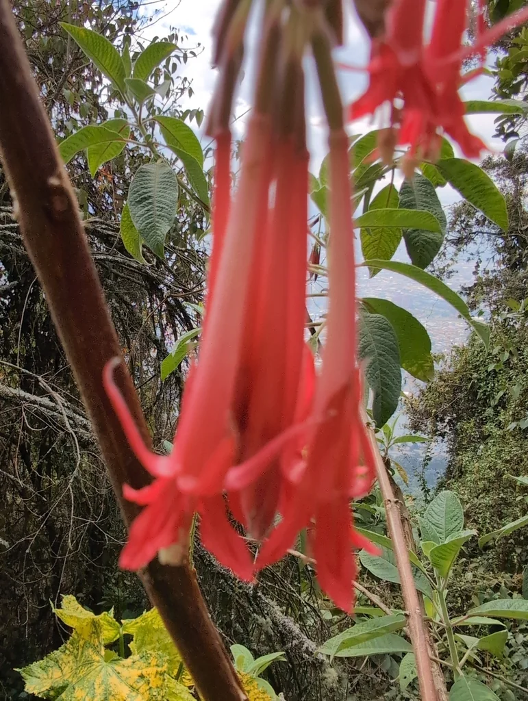 Fuchsia Boliviana