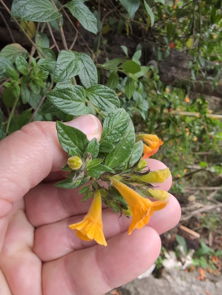 Streptosolen Jamesonii