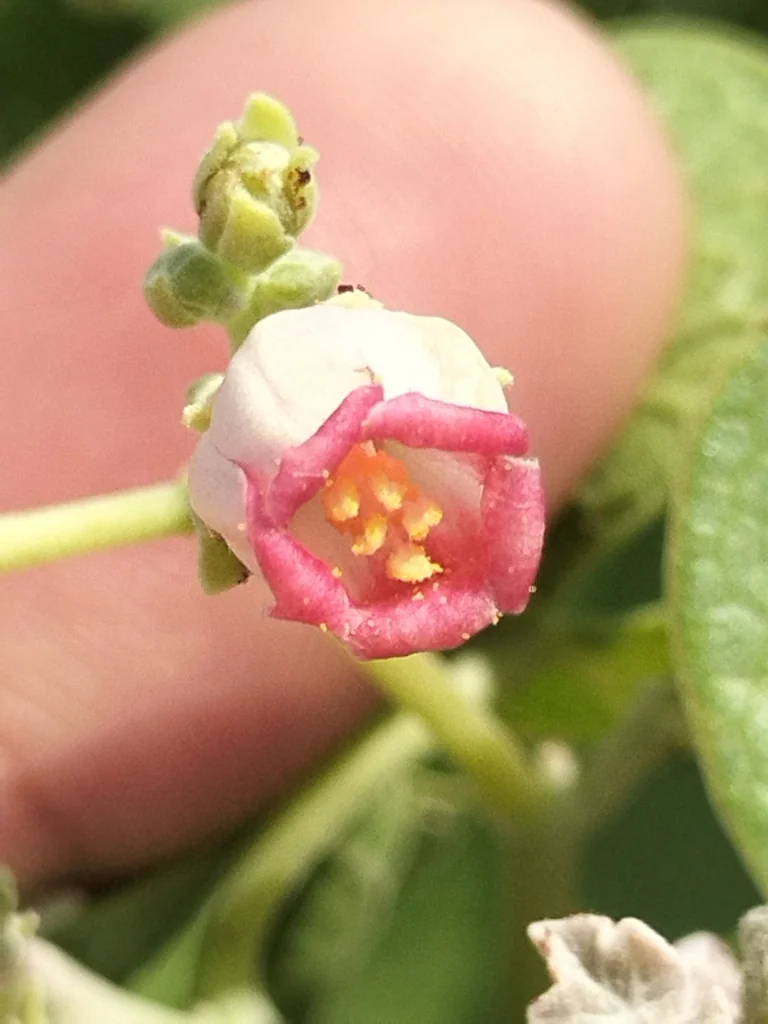Jatropha Cinerea
