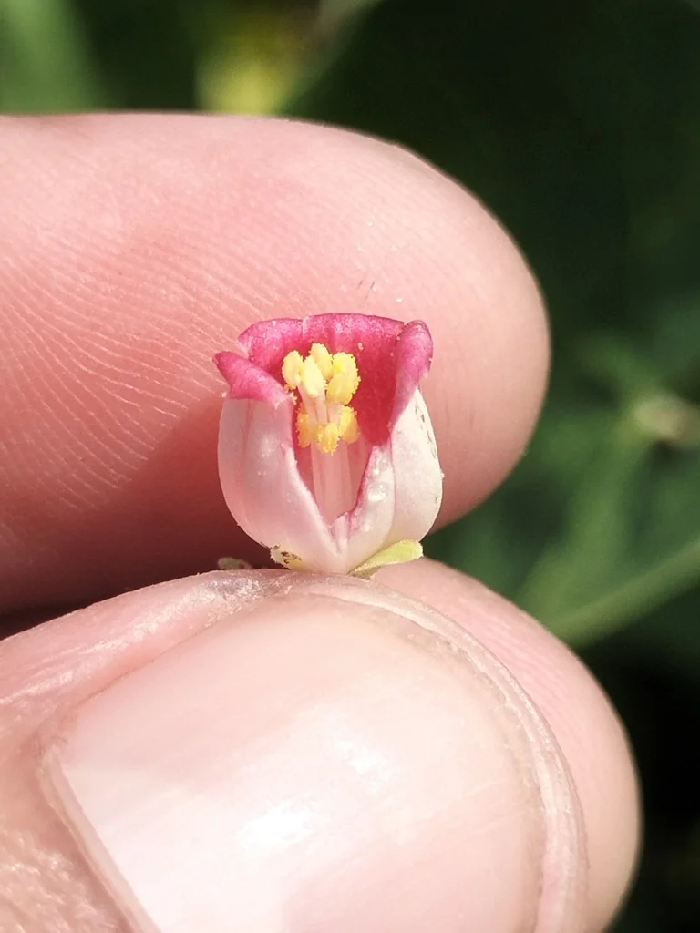 Jatropha Cinerea