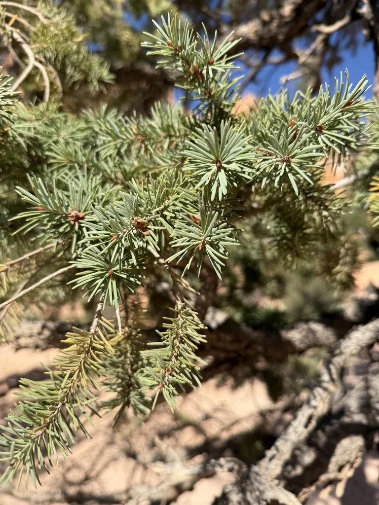 Picea Pungens