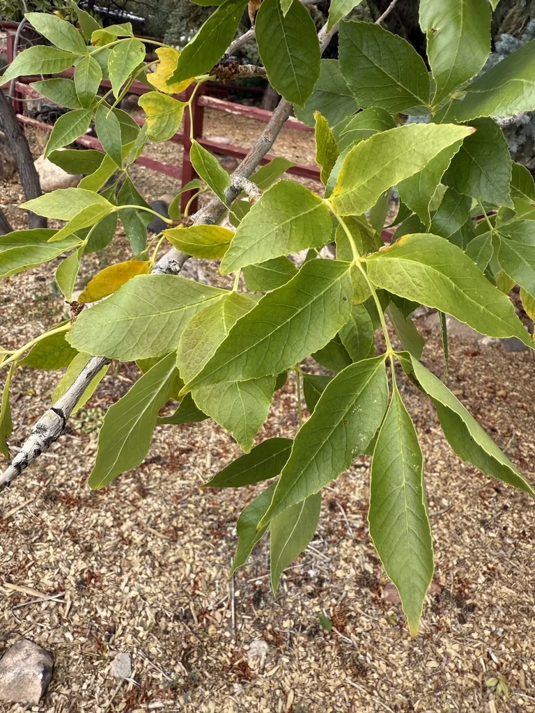 Fraxinus Velutina