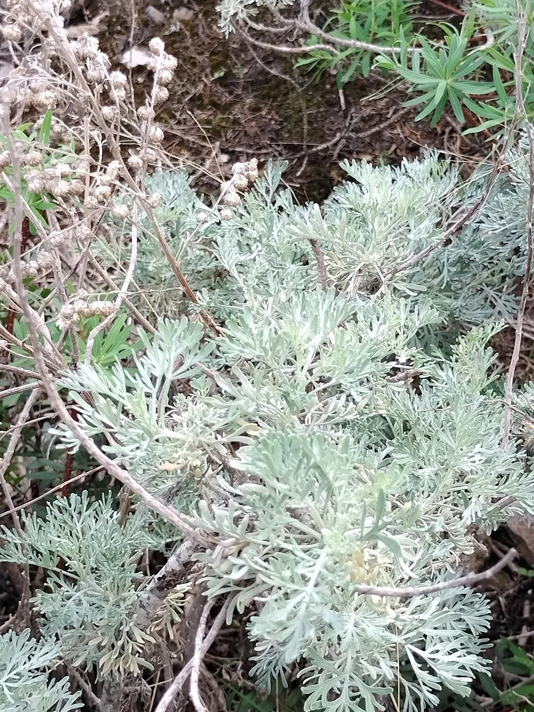 Artemisia Arborescens
