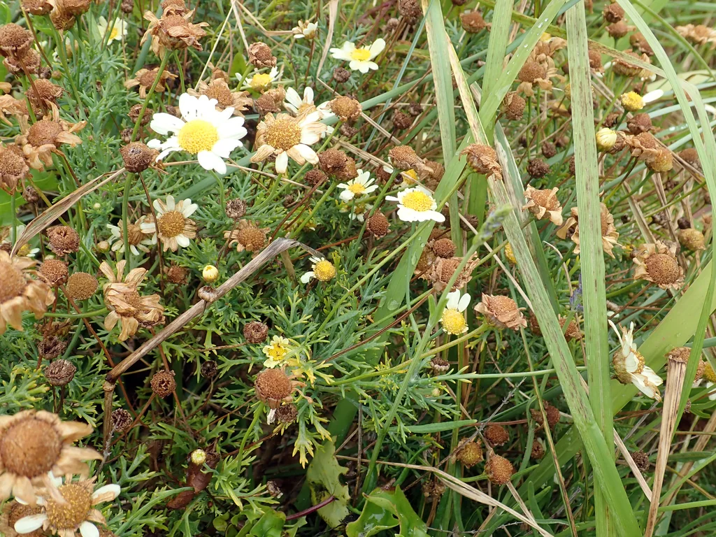 Argyranthemum frutescens