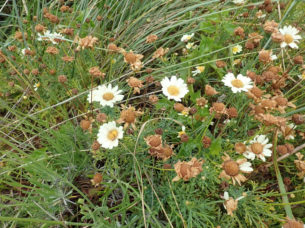 Argyranthemum frutescens