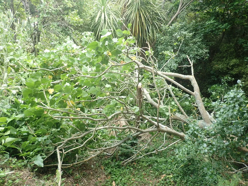 Erythrina X Sykesii